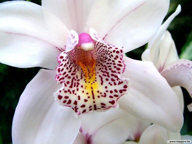 Любимые цветы в доме. Любимые цветы в доме.