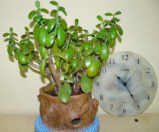 Любимые цветы в доме. Любимые цветы в доме.