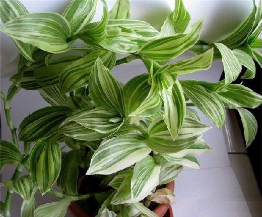 Любимые цветы в доме. Любимые цветы в доме.