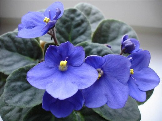 Любимые цветы в доме. Любимые цветы в доме.