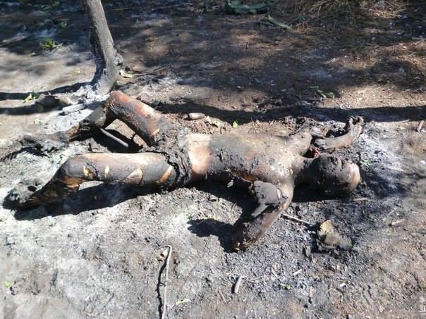 Сводки от ополчения Новороссии 19.09.2014 Сводки от ополчения Новороссии 19.09.2014