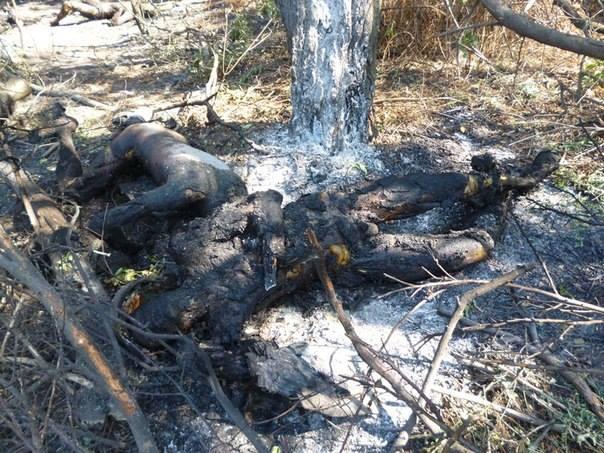 Сводки от ополчения Новороссии 19.09.2014 Сводки от ополчения Новороссии 19.09.2014