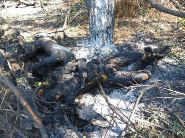 Видео от ополчения Новороссии 20-09-2014 Видео от ополчения Новороссии 20-09-2014