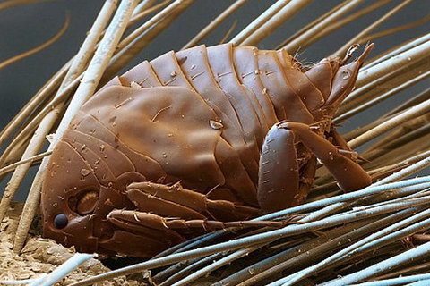 Латвия: добро пожаловать в средневековье! Латвия: добро пожаловать в средневековье!