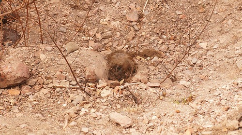 О преступлениях украинских военных и карателей: от неконвенционного оружия до торговли органами О преступлениях украинских военных и карателей: от неконвенционного оружия до торговли органами