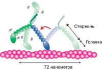 Как шагает БЕЛОК