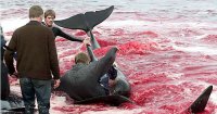 Ежегодное массовое убийство дельфинов в Дании у берегов Фарерских островов
