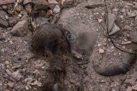 Украинские националисты в зверствах состязались с усташами