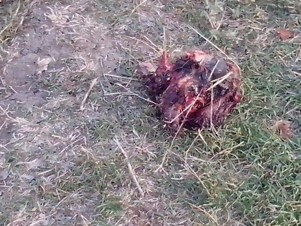 Сводки от ополчения Новороссии 14.10.2014 Сводки от ополчения Новороссии 14.10.2014