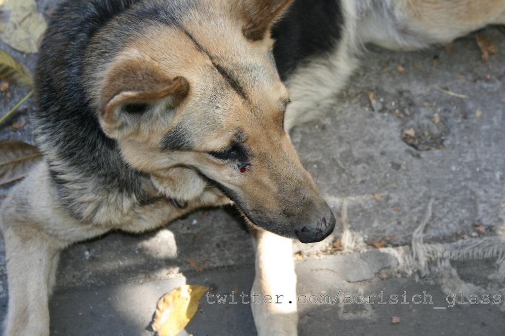 Сводки от ополчения Новороссии 24.10.2014 Сводки от ополчения Новороссии 24.10.2014