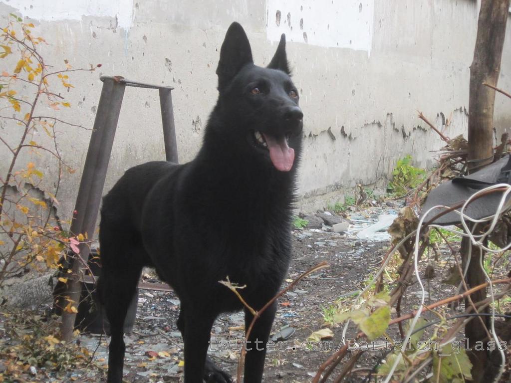 Сводки от ополчения Новороссии 24.10.2014 Сводки от ополчения Новороссии 24.10.2014