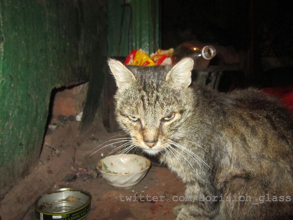Сводки от ополчения Новороссии 24.10.2014 Сводки от ополчения Новороссии 24.10.2014