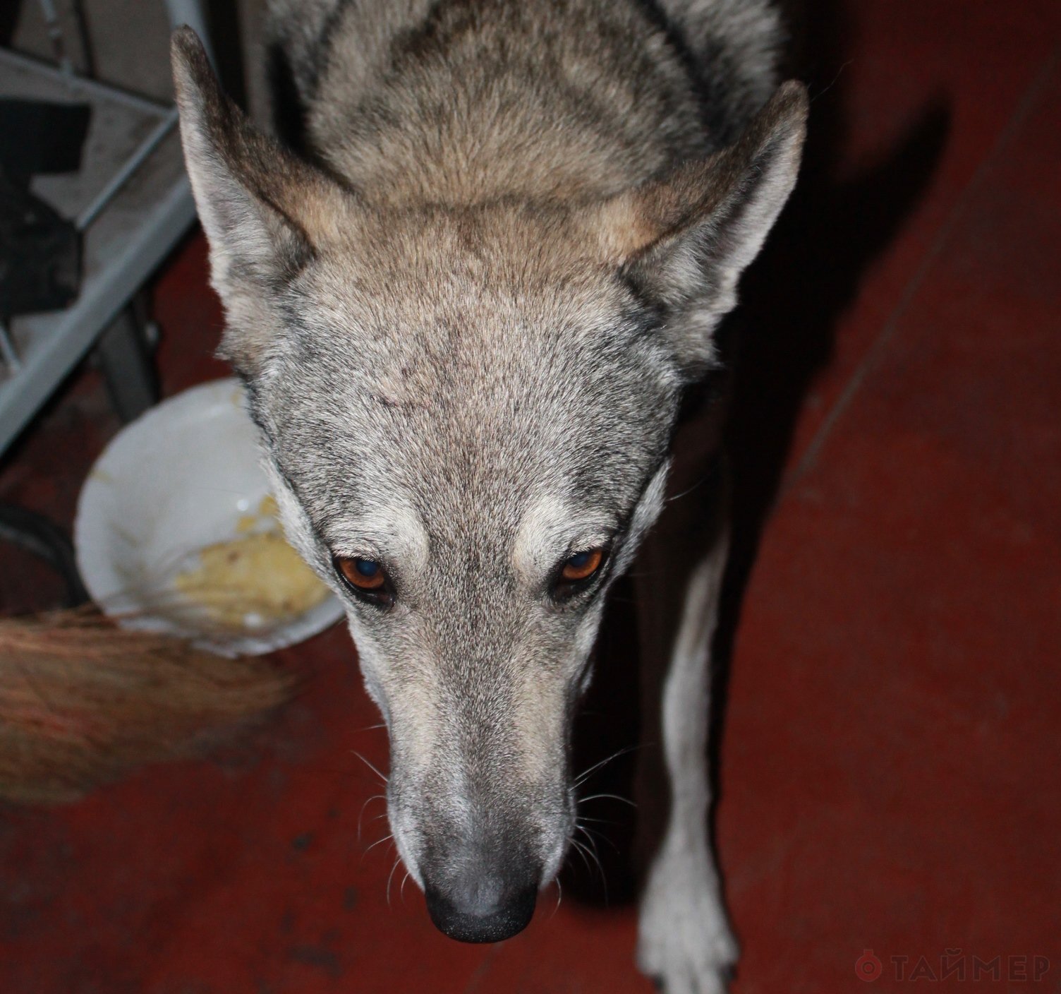 Позывной «Зубастик» - журналистка из Одессы побывала в отряде донецкого ополчения Позывной «Зубастик» - журналистка из Одессы побывала в отряде донецкого ополчения