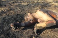 10 тысяч украинских силовиков уже прошли лечение у психиатра