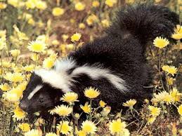 1 скунс = 1,75 солдата ВСУ 1 скунс = 1,75 солдата ВСУ