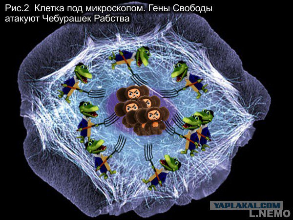 Учебник истинной истории Украины Учебник истинной истории Украины