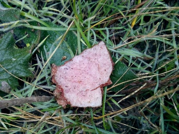 Сводки от ополчения Новороссии 07.11.2014 Сводки от ополчения Новороссии 07.11.2014