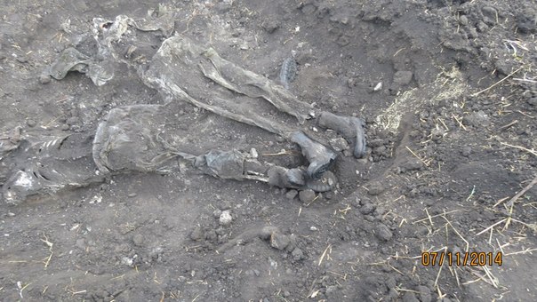 18+ Эксгумация под Бирюково (Фото, видео) 18+ Эксгумация под Бирюково (Фото, видео)