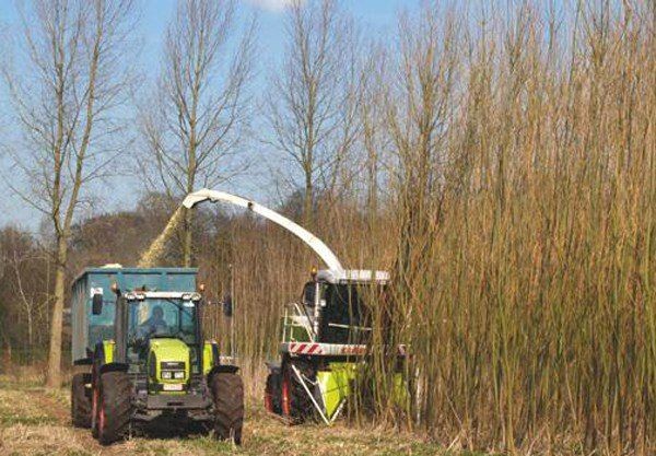 Доскакались! На Украине решили обогревать дома «энергетической лозой» вместо российского газа Доскакались! На Украине решили обогревать дома «энергетической лозой» вместо российского газа