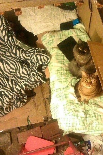 Сводки от ополчения Новороссии 18.11.2014 Сводки от ополчения Новороссии 18.11.2014