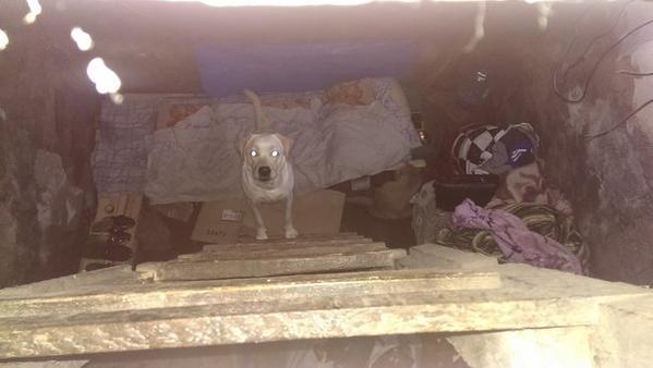 Сводки от ополчения Новороссии 19.11.2014 Сводки от ополчения Новороссии 19.11.2014