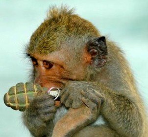 обезьяна с гранатой обезьяна с гранатой