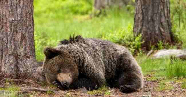 Спящая Россия Спящая Россия