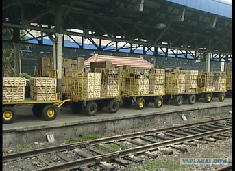 Три процента швейцарцев едят кошек