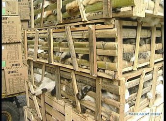 Три процента швейцарцев едят кошек Три процента швейцарцев едят кошек