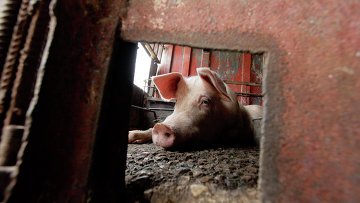 Бисексуалы в лесу,свинья с маникюром и следы от ржавого гвоздя в женской попе ("Radio Praha", Чехия)