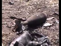 Разбитая колонна Нацгвардии под Новозарьевкой