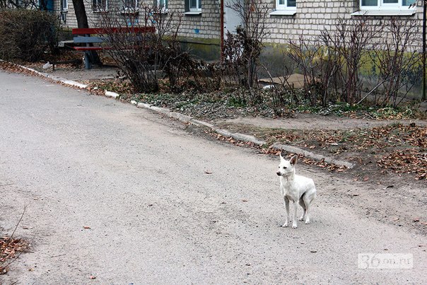 Фоторепортаж "Передовая Новороссии: будни Славяносербска". Фоторепортаж "Передовая Новороссии: будни Славяносербска".