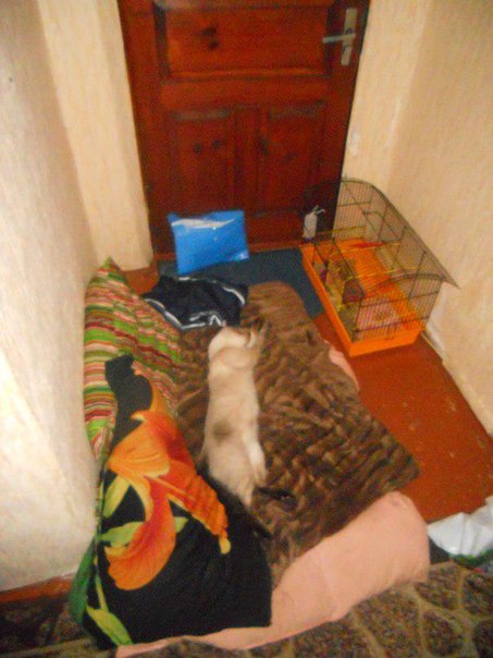 Сводки от ополчения Новоросси 06.12.2014 Сводки от ополчения Новоросси 06.12.2014