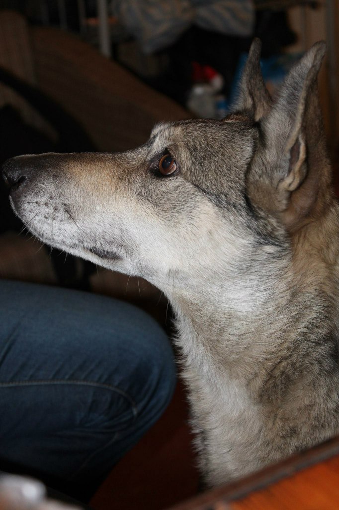 Сводки от ополчения Новоросси 09.12.2014 Сводки от ополчения Новоросси 09.12.2014