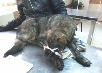 Больше недели к Благовещенску полз пес с перебитыми лапами... Больше недели к Благовещенску полз пес с перебитыми лапами...