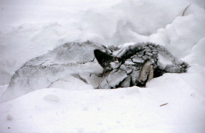 Больше недели к Благовещенску полз пес с перебитыми лапами... Больше недели к Благовещенску полз пес с перебитыми лапами...