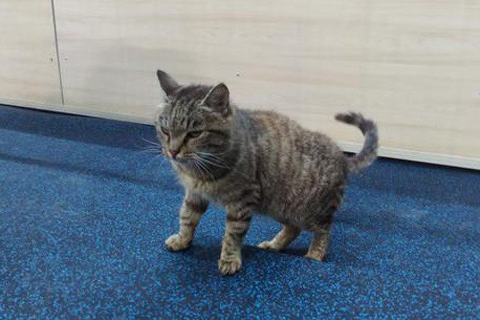 Обед кота-гурмана оплатит ХК «Адмирал»: рыжий обжора нашелся и станет талисманом клуба