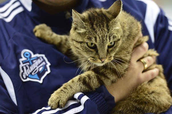 Обед кота-гурмана оплатит ХК «Адмирал»: рыжий обжора нашелся и станет талисманом клуба