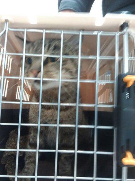 Обед кота-гурмана оплатит ХК «Адмирал»: рыжий обжора нашелся и станет талисманом клуба