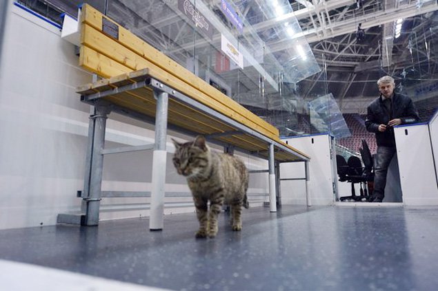 Обед кота-гурмана оплатит ХК «Адмирал»: рыжий обжора нашелся и станет талисманом клуба