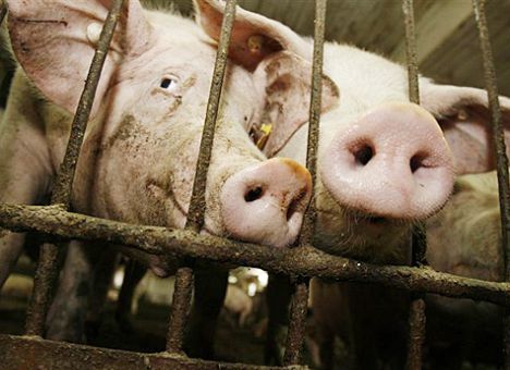 Украина это как опустившийся сосед