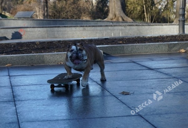 Собака на скейте «свела на нет» митинг «евромадановцев» у одесской мэрии Собака на скейте «свела на нет» митинг «евромадановцев» у одесской мэрии
