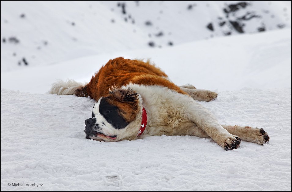 Собаки-герои: невыдуманные истории