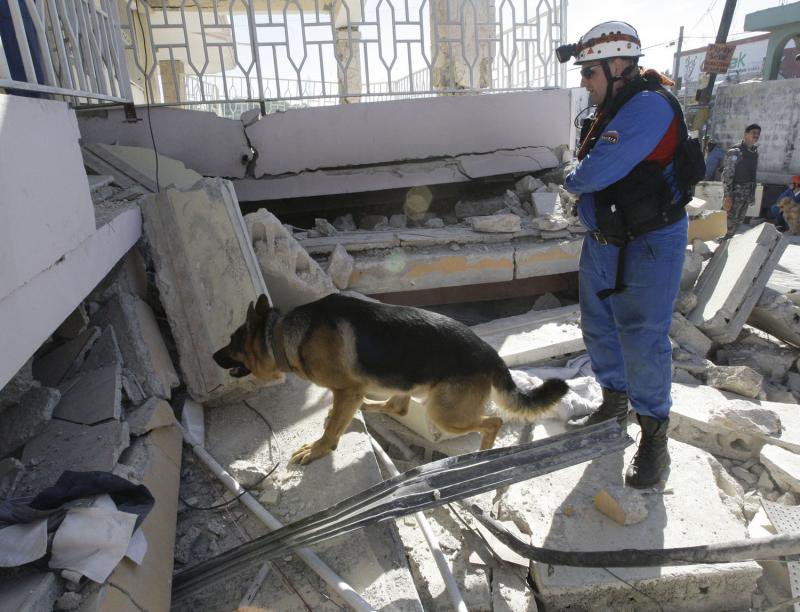 Собаки-герои: невыдуманные истории