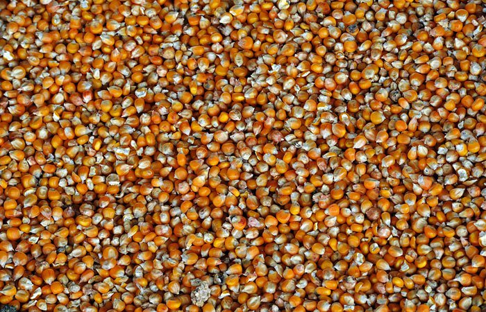 Ведущие экспортеры зерна прекратили закупки для экспорта Ведущие экспортеры зерна прекратили закупки для экспорта