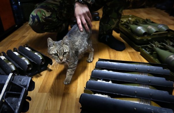 Сводки от ополчения Новороссии 23.12.2014 Сводки от ополчения Новороссии 23.12.2014