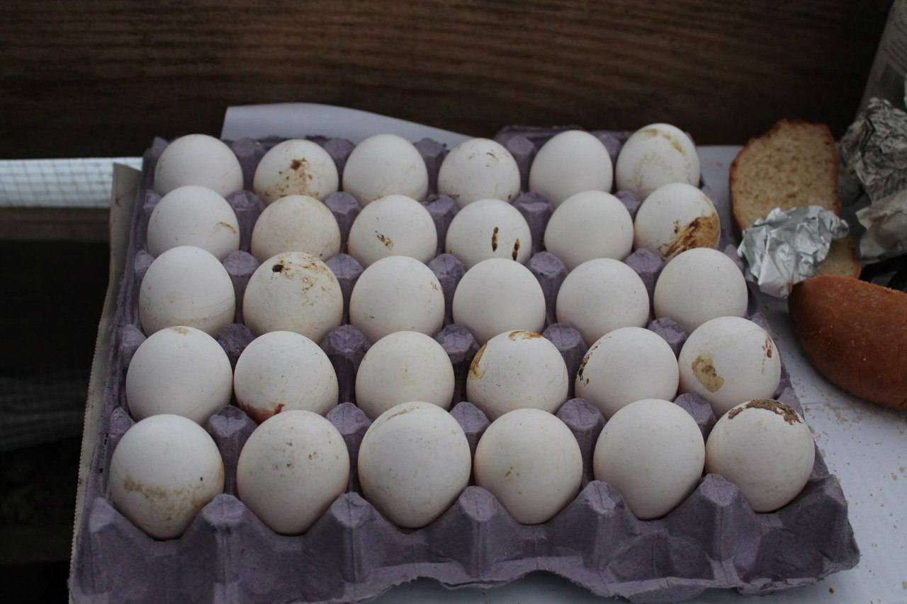 Сводки от ополчения Новороссии 24.12.2014 Сводки от ополчения Новороссии 24.12.2014