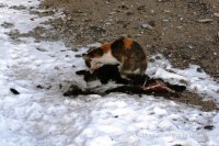 Сводки от ополчения Новоросси 04.12.2014