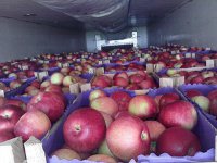 Россельхознадзор устроил погоню за фурой с польскими яблоками