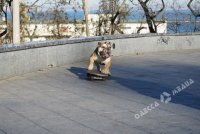 Собака на скейте «свела на нет» митинг «евромадановцев» у одесской мэрии